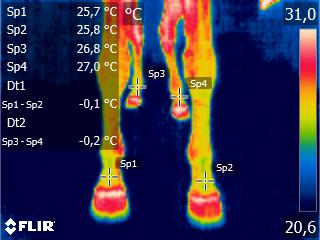 Kamera termowizyjna FLIR DM285 – obraz cieplny kończyn konia
