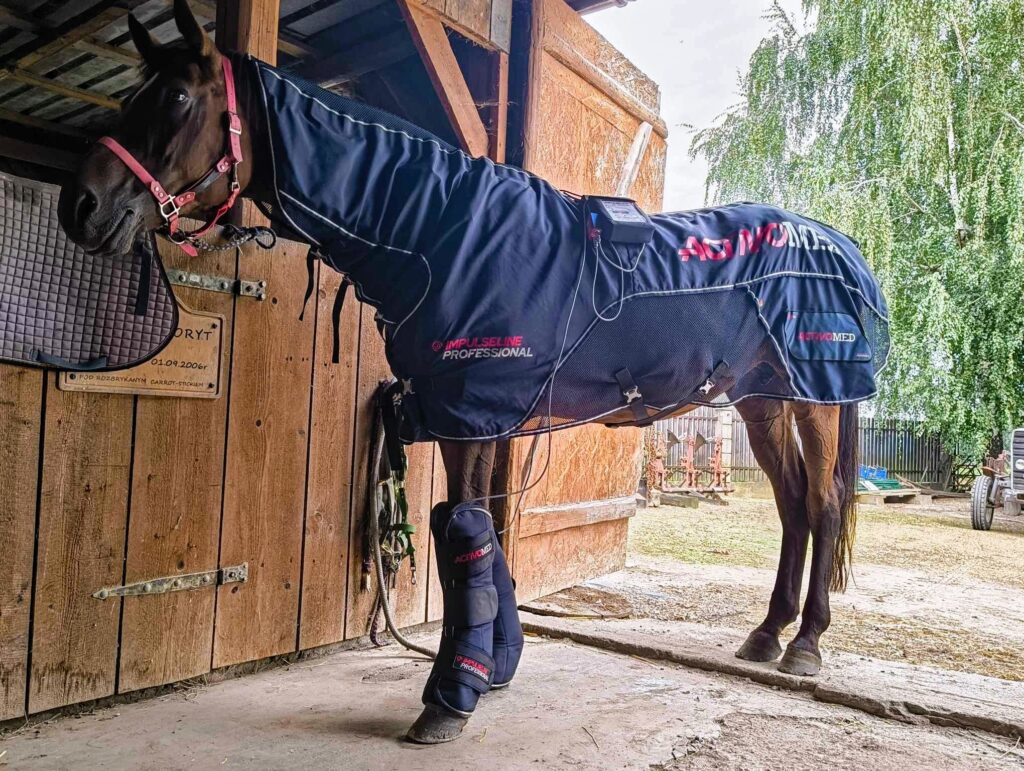 pełny zestaw IMPULSELINE Professional firmy ActivoMed​ w trakcie rehabilitacji konia