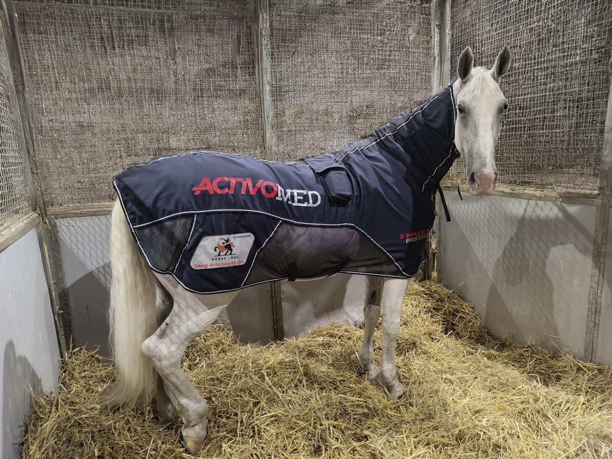 koń w derce magnetycznej Horse-Mag podczas zawodów