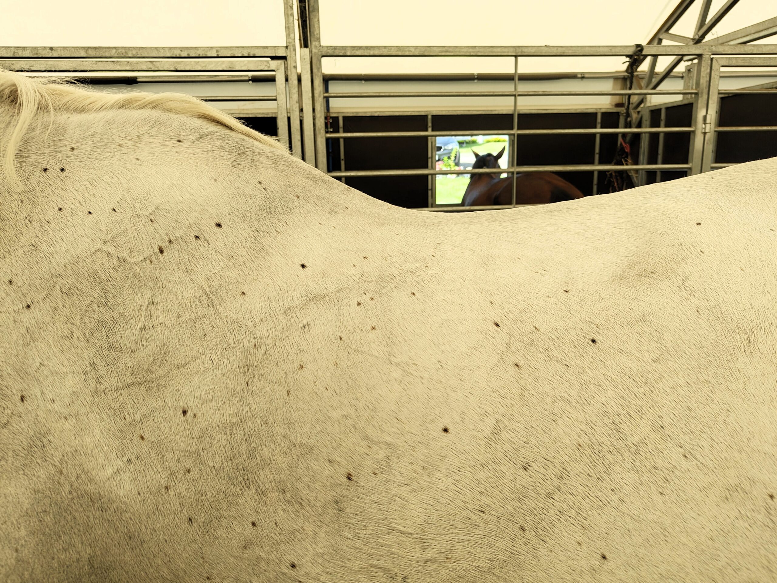 Grzbiet konia po zawodach – możliwa sztywność i przeciążenie mięśni