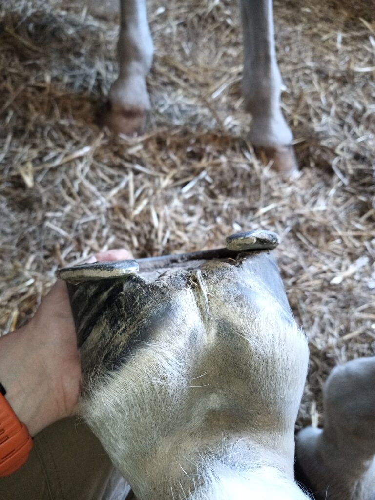 kopyto konia - sprawdzenie przed pielęgnacją