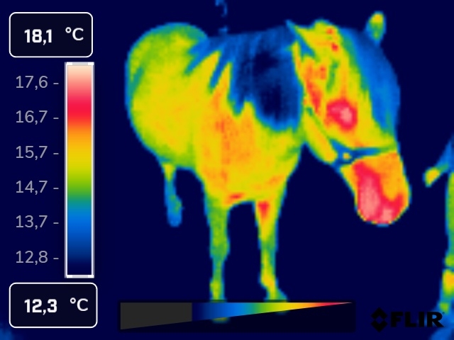 zobrazowanie termograficzne całego konia zdjęcie poglądowe