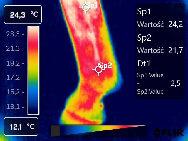 zobrazowanie termograficzne prawej kończyny miednicznej (część przyśrodkowa) - staw pęcinowy