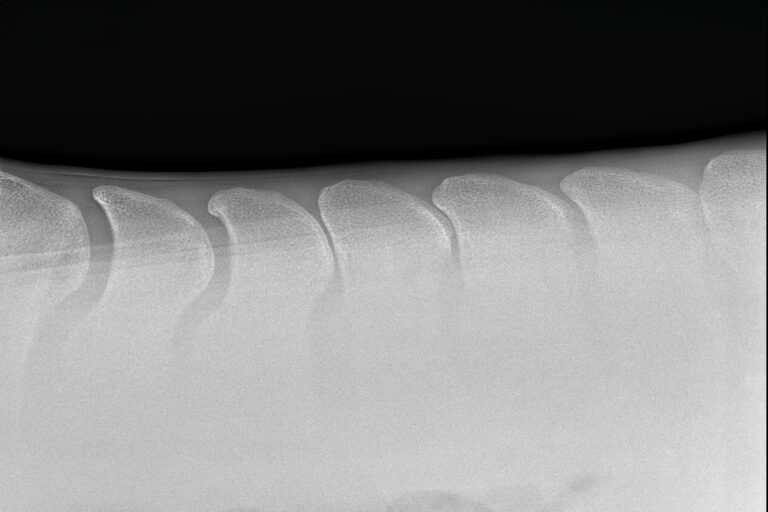 RTG końskiego kręgosłupa