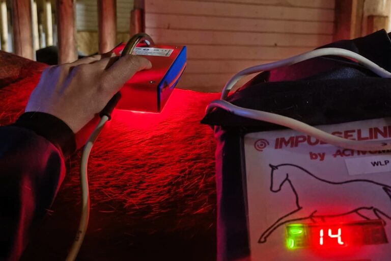 Zabieg laseroterapii WLP na grzbiecie konia