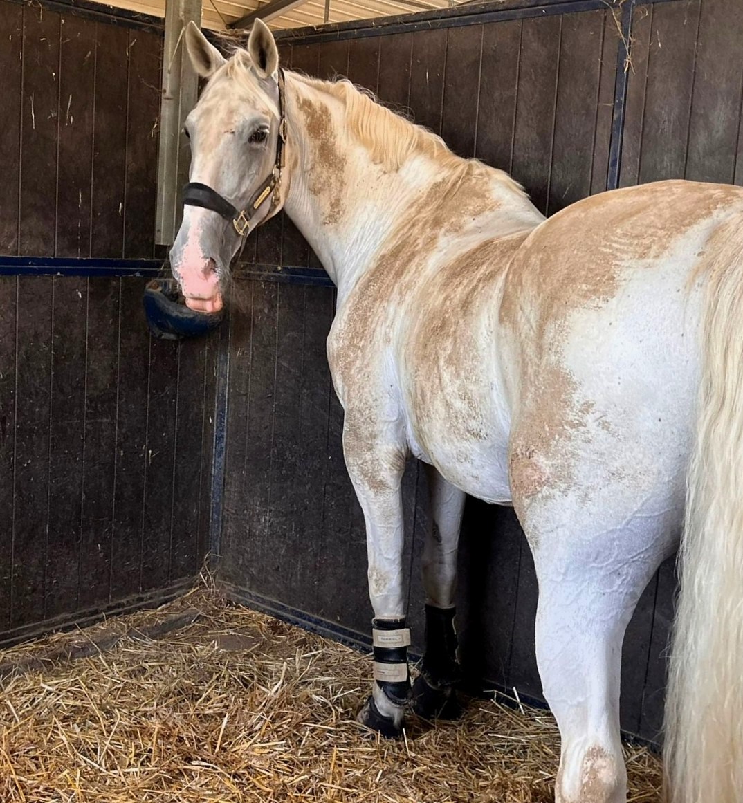 Koń brudny z błota, wymagający dokładnego czyszczenia przed masażem