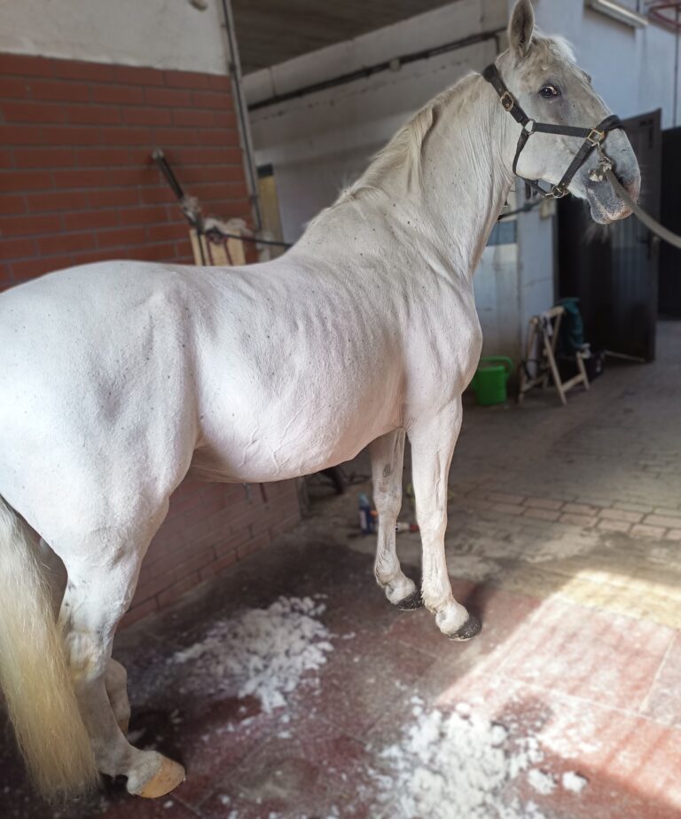 Koń na myjce, dokładnie wyczyszczony na sucho przed badaniem termograficznym