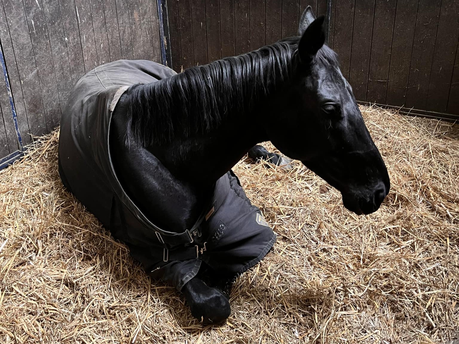 Zmęczony koń odpowczywający w boksie po intensywnym treningu