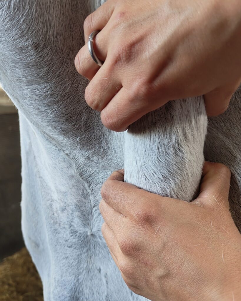 dłonie terapeuty na szyi konia podczas masażu sportowego