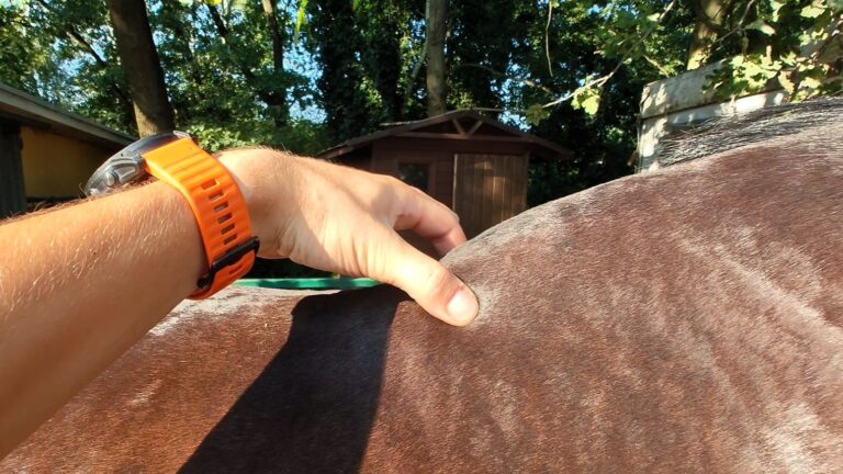 Ocena bólu u konia przez badanie palpacyjne grzbietu po treningu