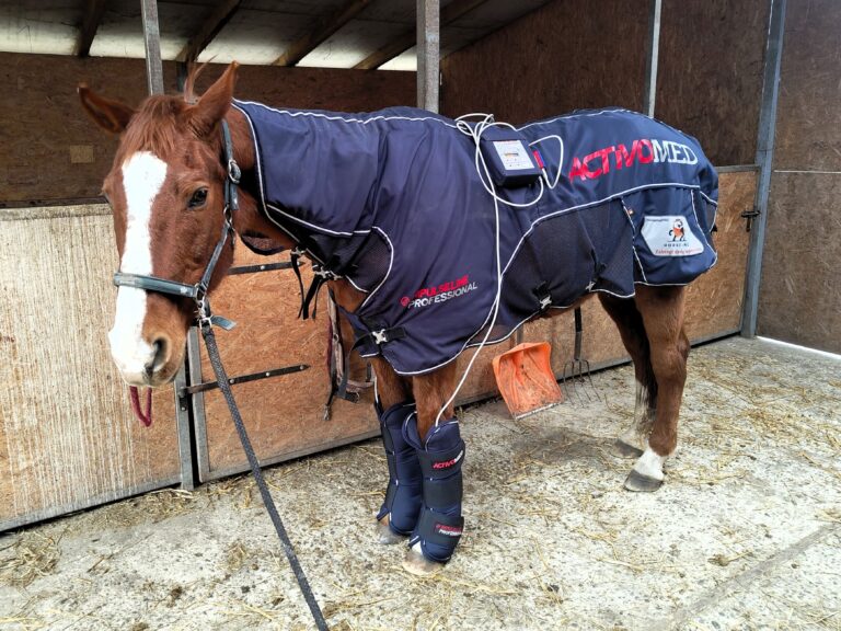 Koń w derce magnetycznej ActivoMed – terapia PEMF