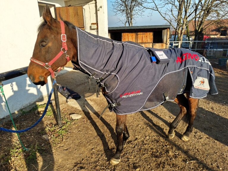 koń w derce magnetycznej podczas profilaktycznego zabiegu regeneracyjnego