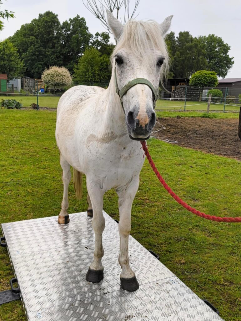 koń na wadze weterynaryjnej