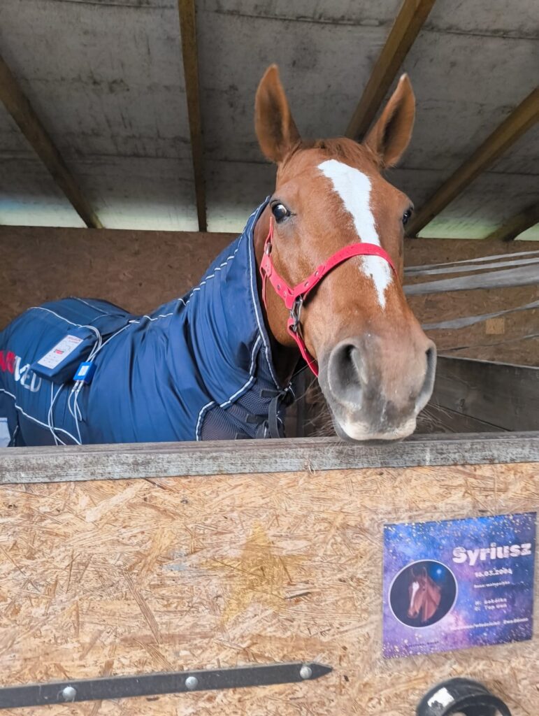 zrelaksowany koń podczas zabiegu PEMF