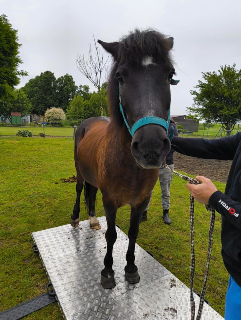 rozstawiona waga weterynaryjna w warunkach terenowych - ważenie konia