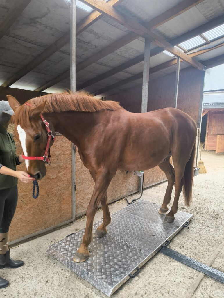 koń podczas ważenia na platformowej wadze weterynaryjnej