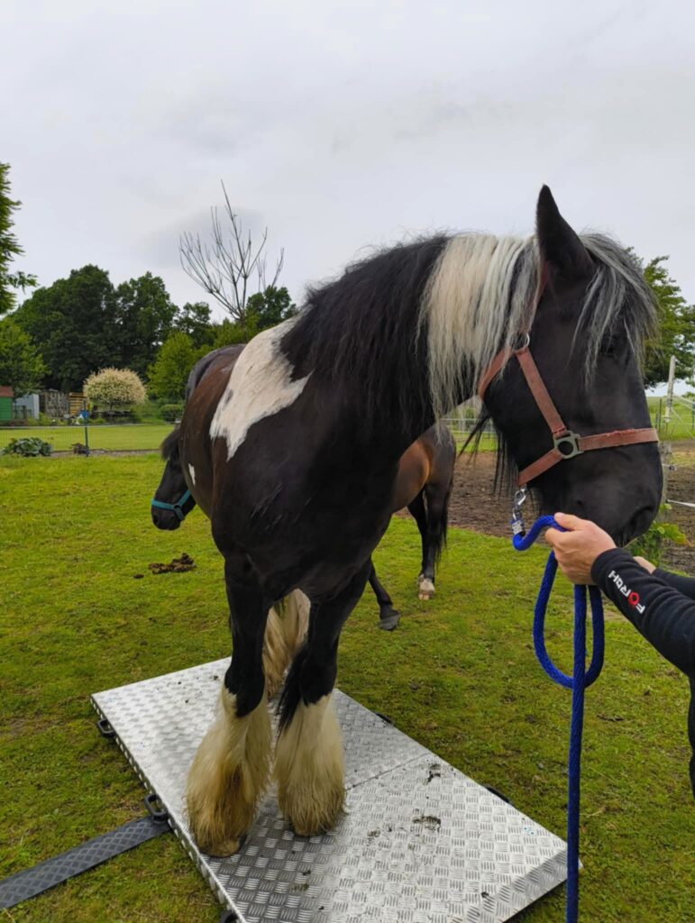 terenowe ważenie konia