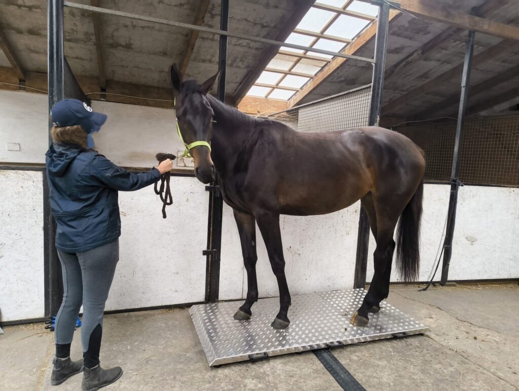 pomiar masy ciała konia na wadze