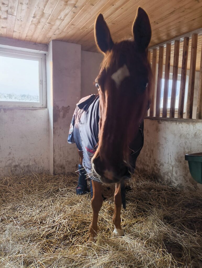 koń podczas zabiegu derką magnetyczną