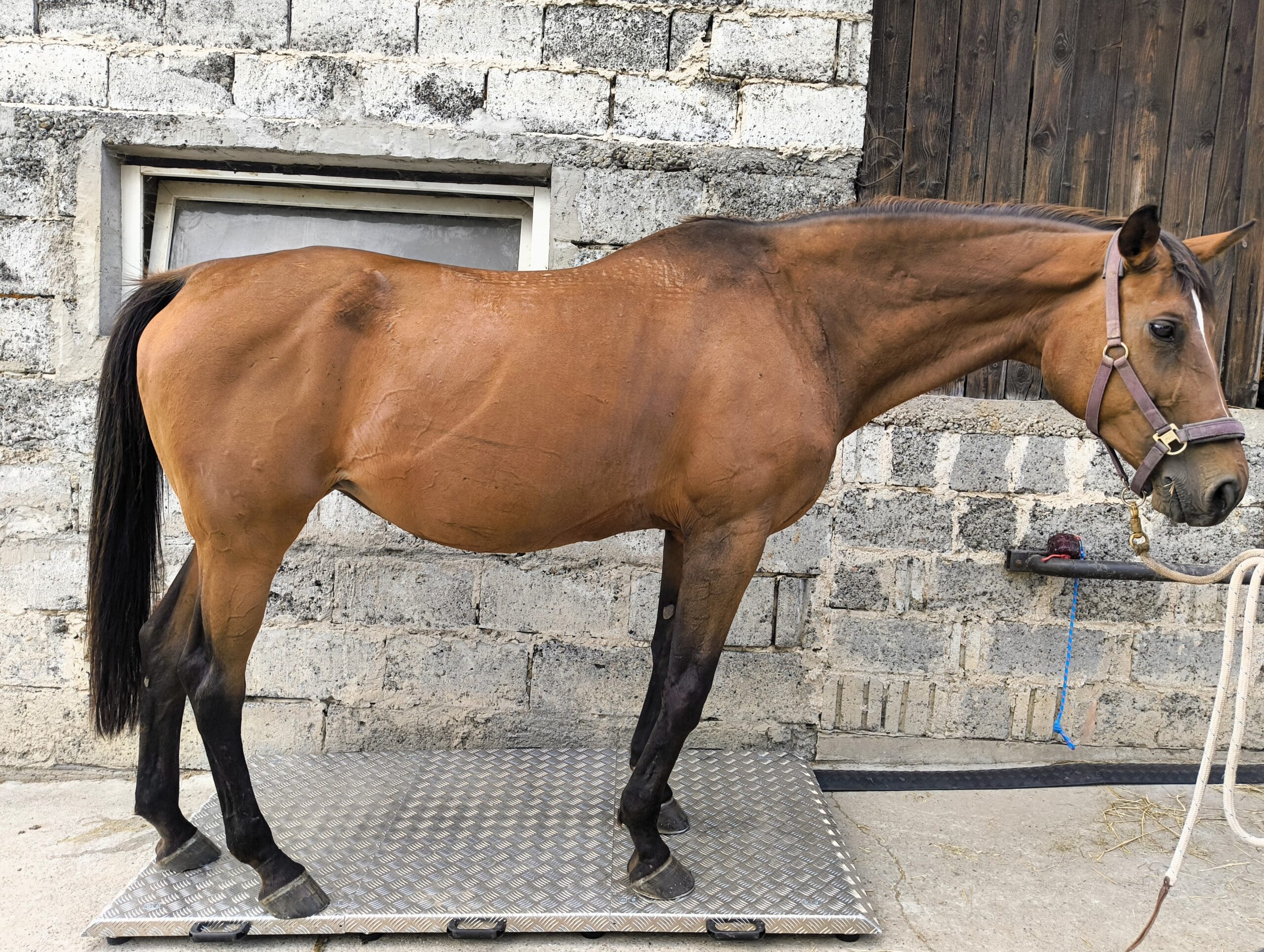 Precyzyjna waga weterynaryjna KPZ 2AAH do ważenia koni – mobilna usługa Horse-Mag w warunkach stajennych