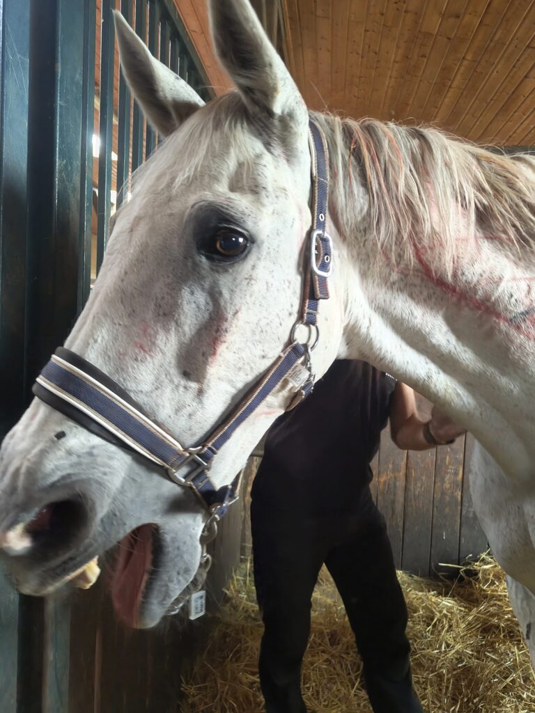 zrelaksowany koń podczas masażu