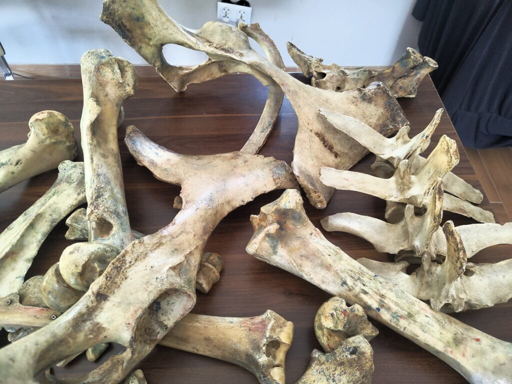 układ kostny konia w trakcie omawiania na zajęciach