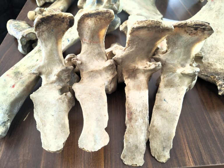 fragment kręgosłupa konia omawiany w trakcie zajęć na kursie masażu