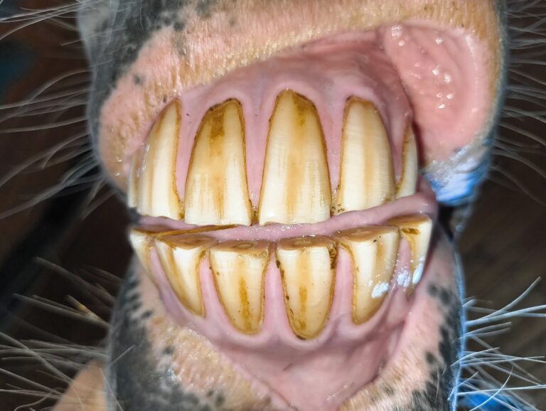 kontrola stanu uzębienia u konia - ocena prawidłowości zgryzu