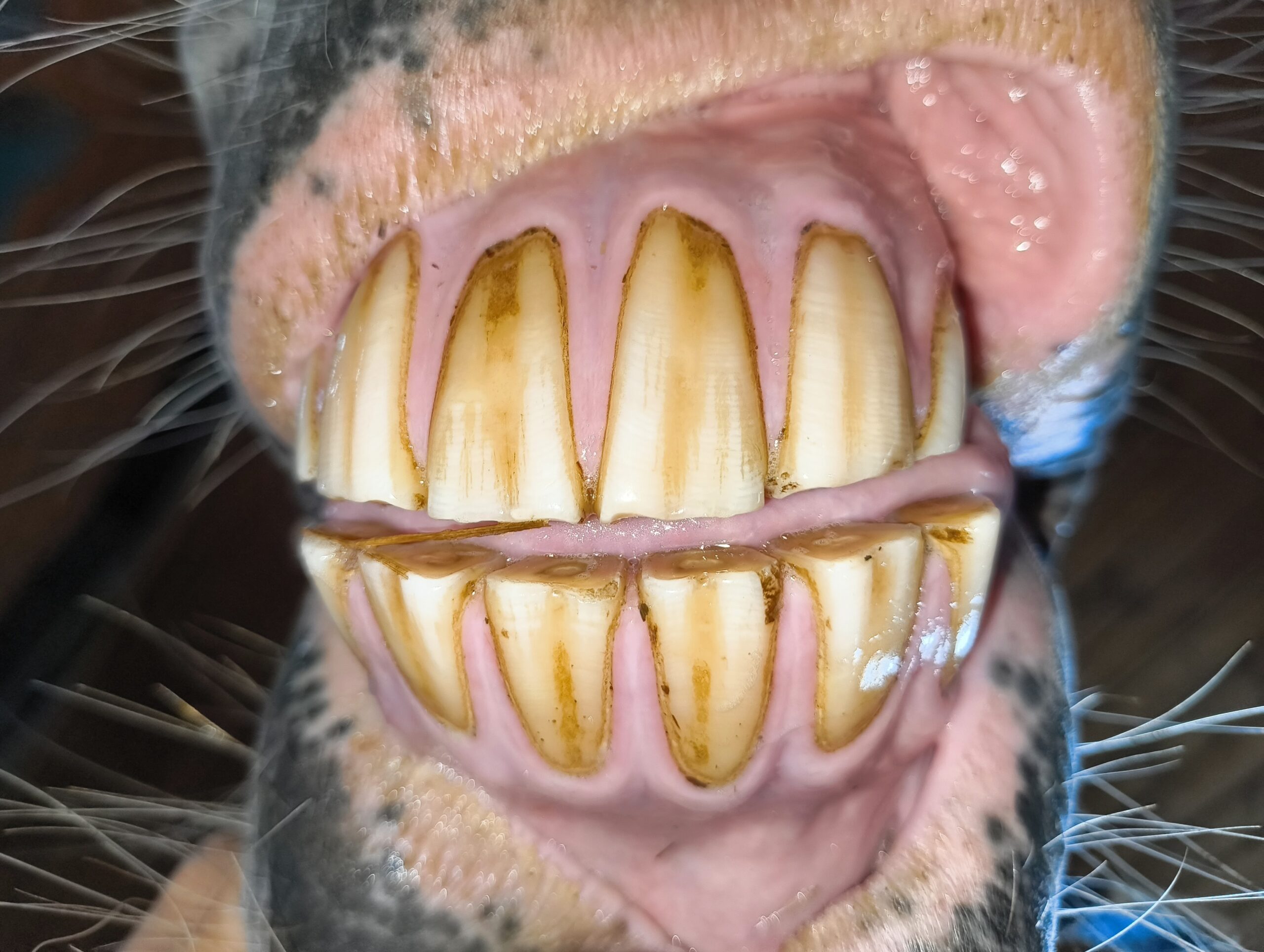 kontrola stanu uzębienia u konia - ocena prawidłowości zgryzu