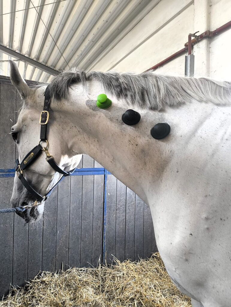 koń w czasie zabiegu masażu bańkami chińskimi