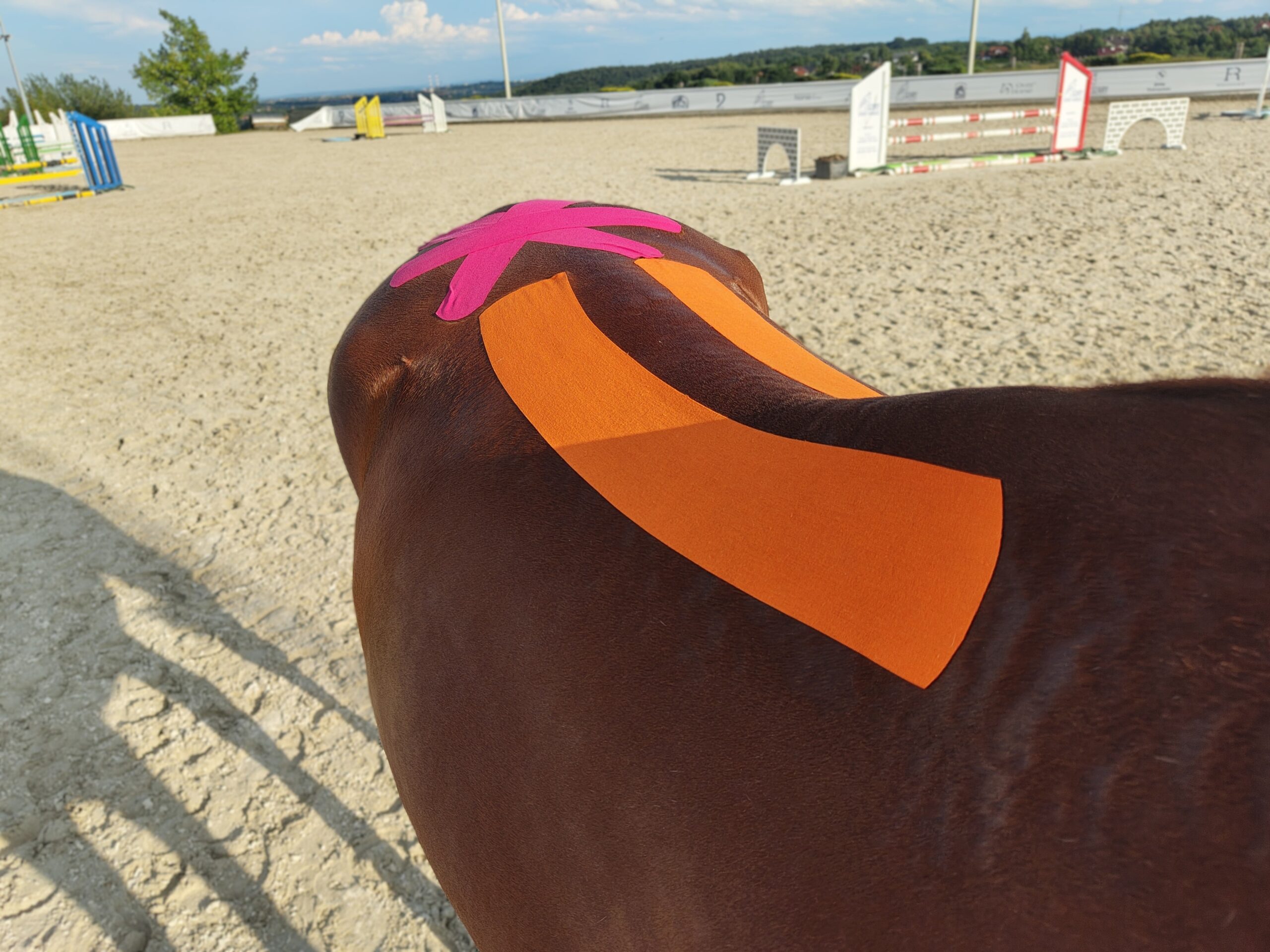 aplikacja taśm do kinesiotapingu u konia w działaniu przeciwbólowym na odcinek piersiowy, lędźwiowy i krzyżowy kręgosłupa