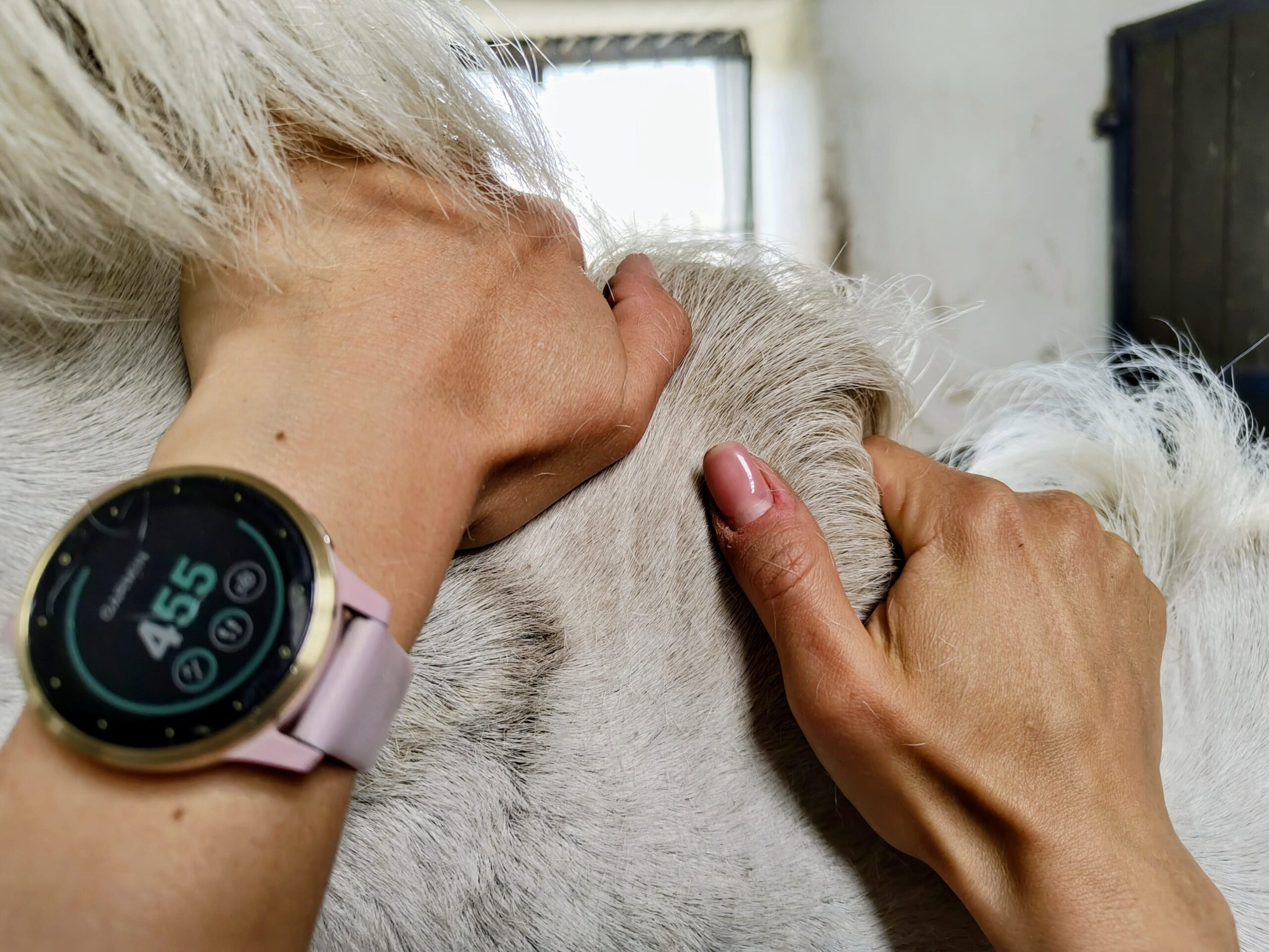 masaż manualny szyi konia