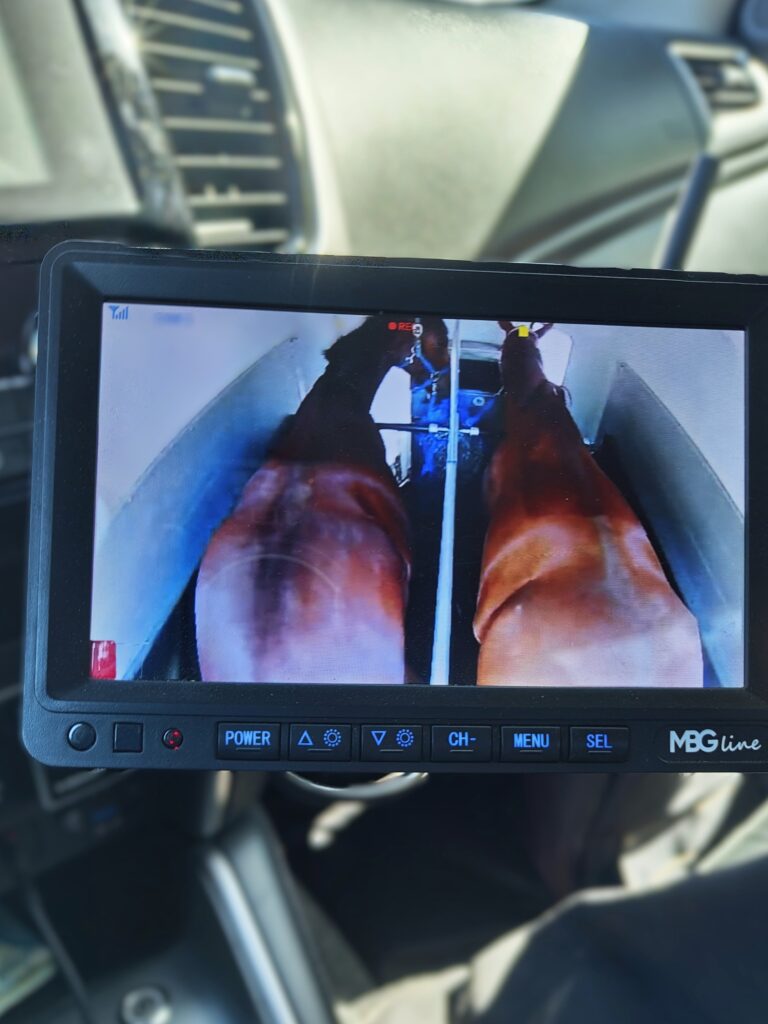 podgląd na konie w czasie transportu z możliwością rejestracji obrazu