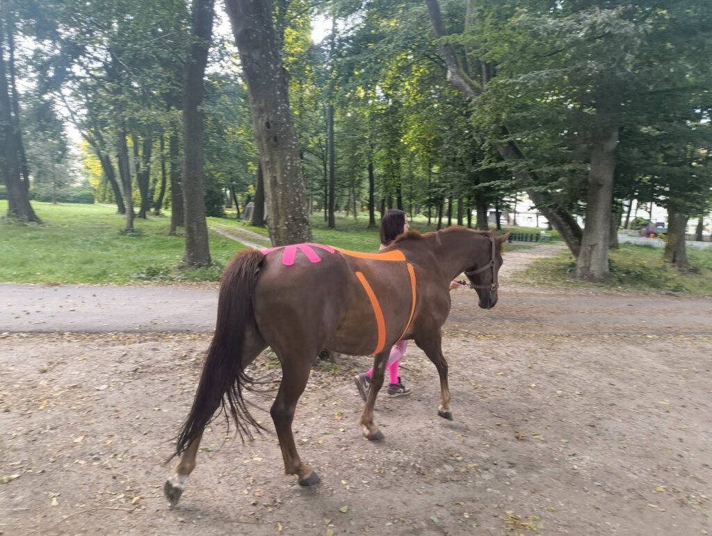 koń po tejpingu i masażu