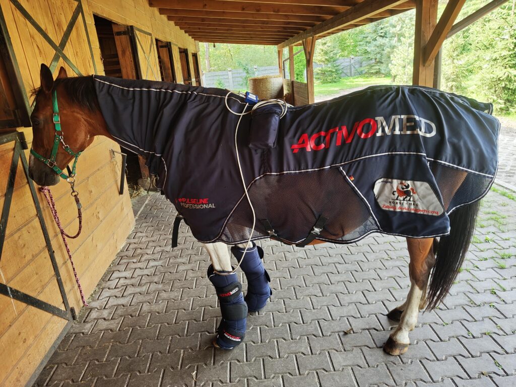 zabieg derką magnetyczną w stajni pod Warszawą