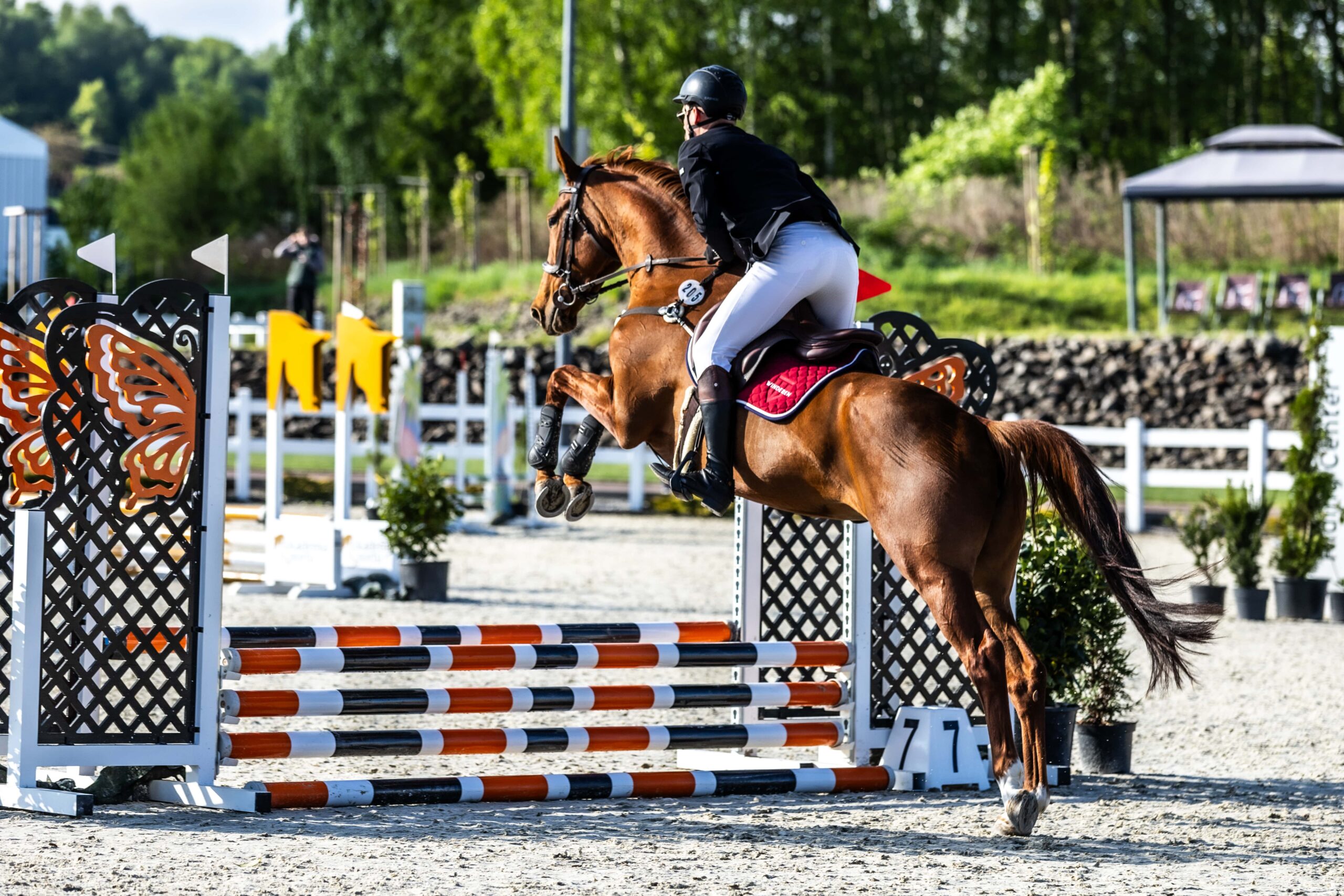 koń w czasie zawodów skokowych po których wskazana jest regeneracja
