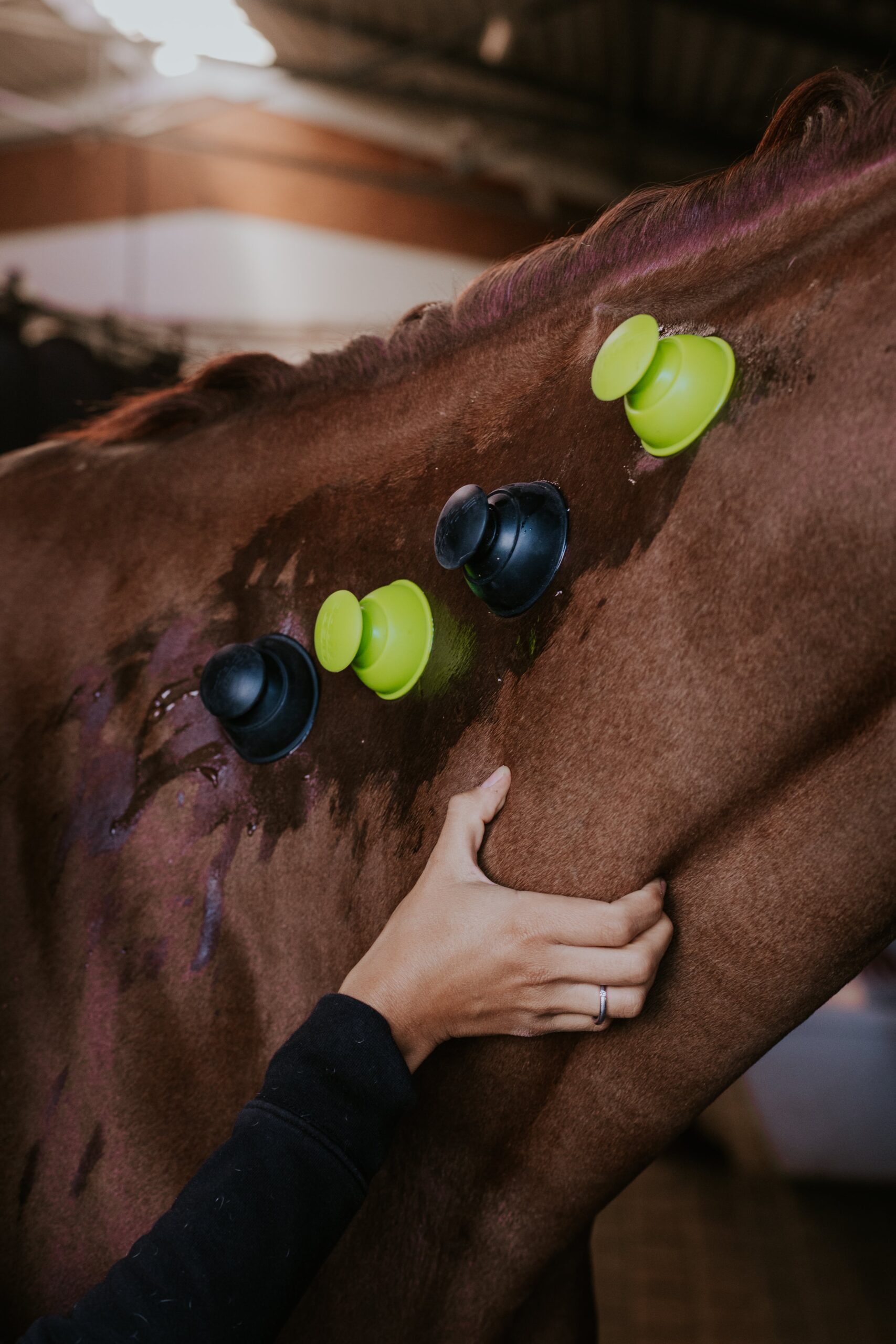 terapia na mięśniach szyi konia z wykorzystaniem baniek próżniowych