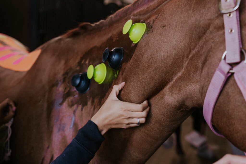 Bańki próżniowe wspomagająco podczas terapii manualnej konia