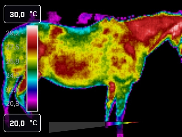 poglądowe zdjęcie termograficzne konia