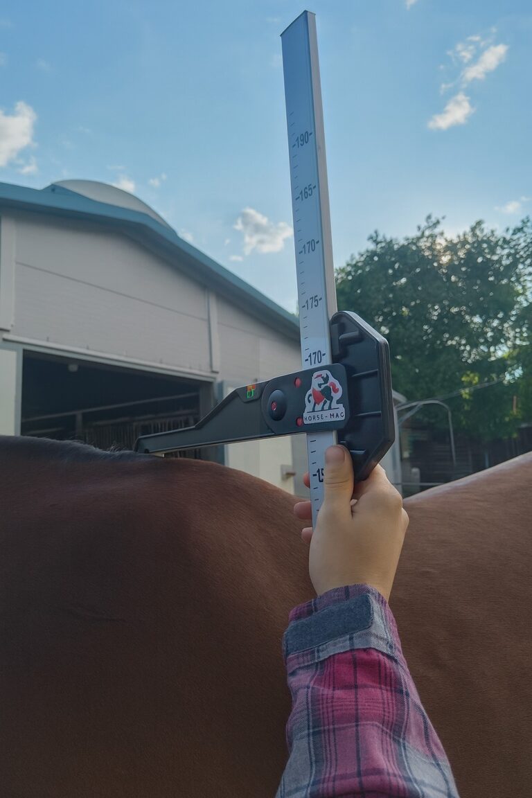 pomiar wzrostu konia miarą hippiczną