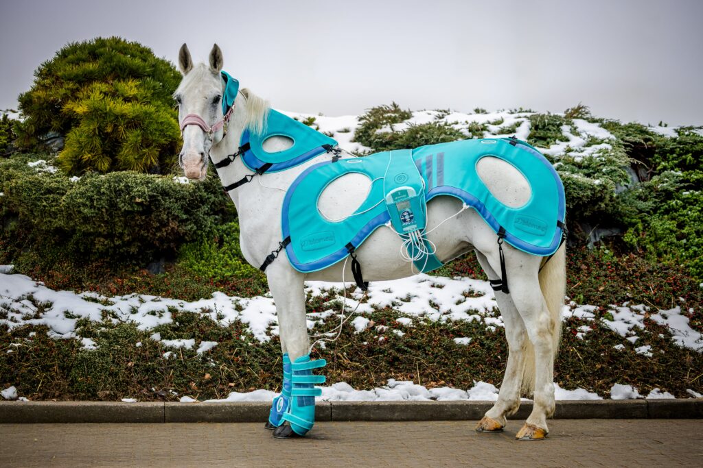 koń w najnowszym zestawie Biomag VET Horse Treatment Elite A6P2 CLINIC