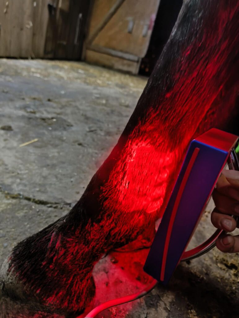 Głowica WLP do laseroterapii LLLT w trakcie zabiegu