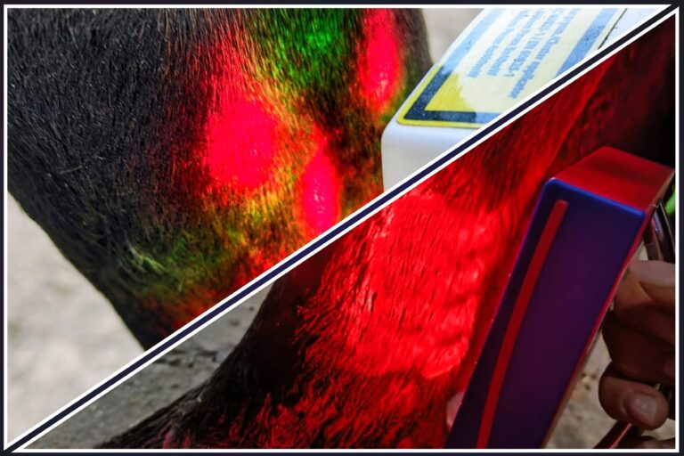 Porównanie dwóch urządzeń do laseroterapii koni; PHYSIOGO i WLP 3w1
