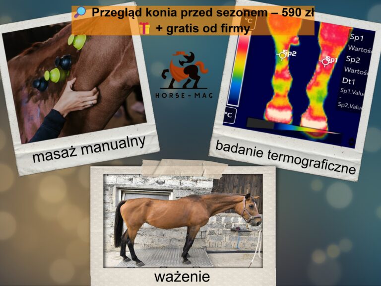 przegląd konia przed sezonem – masaż, termografia i ważenie
