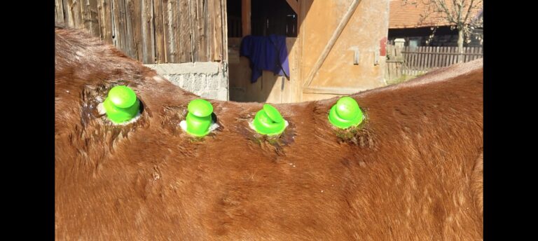 bańki chińskie w czasie aplikacji na mięsień najdłuższy grzbietu