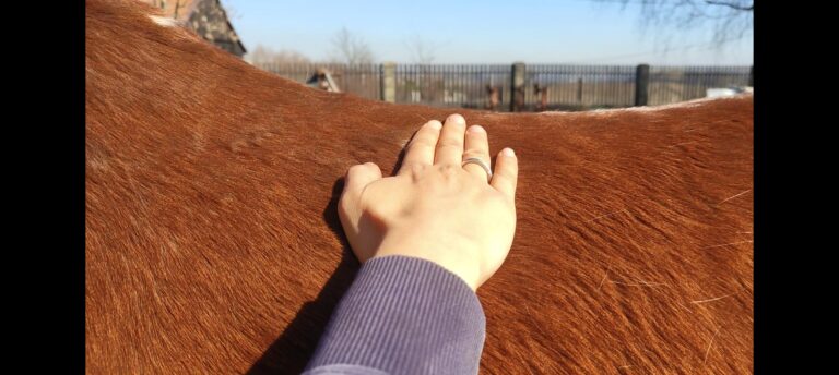 przyłożona dłoń do grzbietu konia w czasie masażu