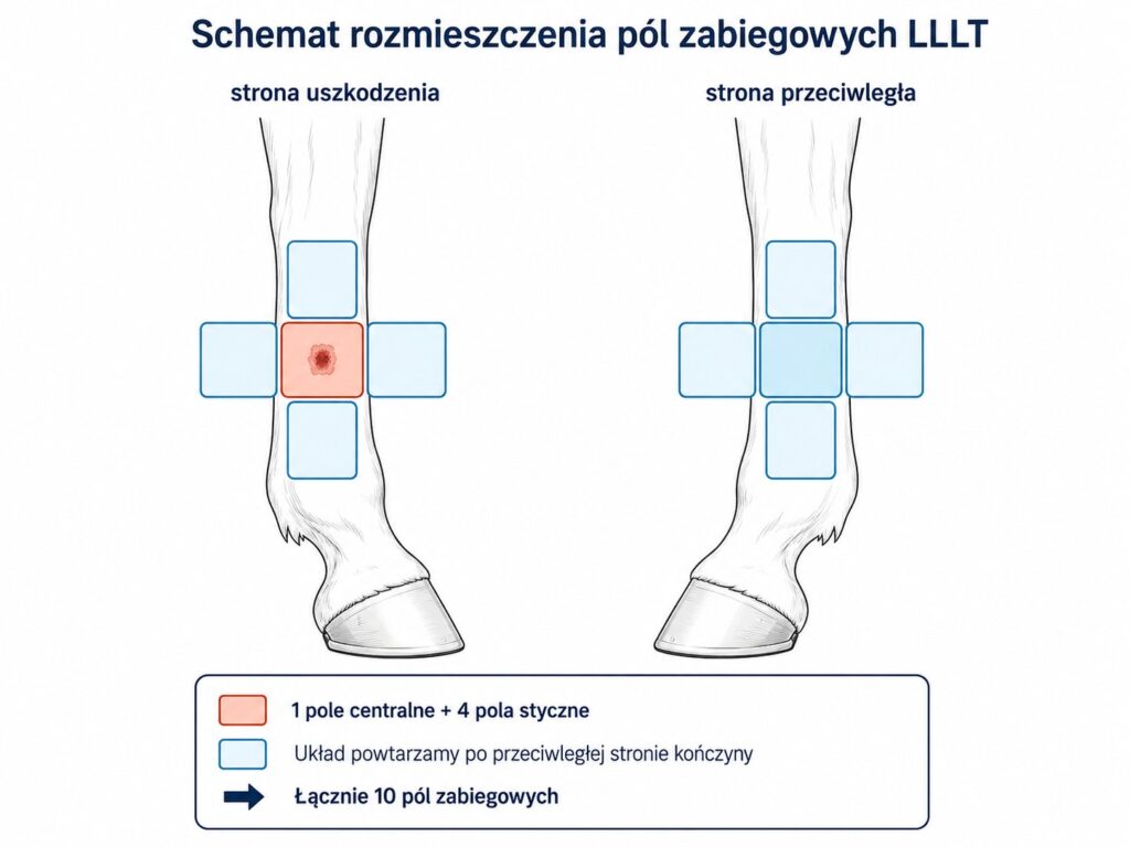 Schemat rozmieszczenia pól zabiegowych LLLT